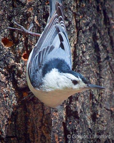 White-breasted Nuthatch_25142.jpg - White-breasted Nuthatch (Sitta carolinensis) photographed at Ottawa, Ontario, Canada.